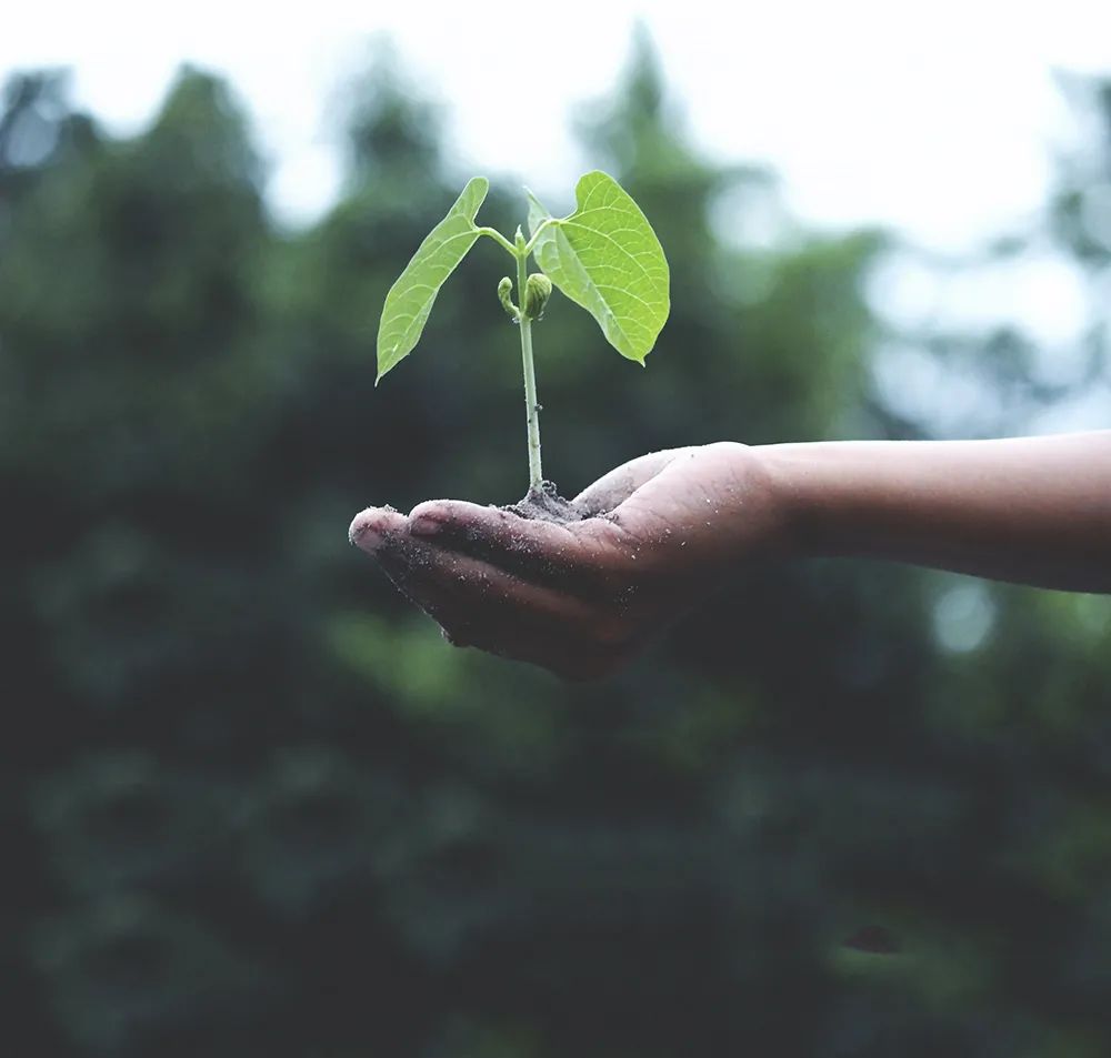 植樹(shù)節：春日踏青，與南北特共享春光